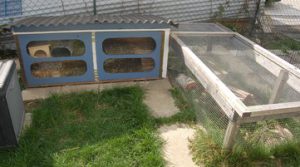 Haltung Meerschweinchenwiese