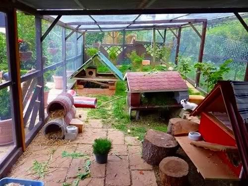 Meerschweinchen Und Kaninchen Meerschweinchenwiese