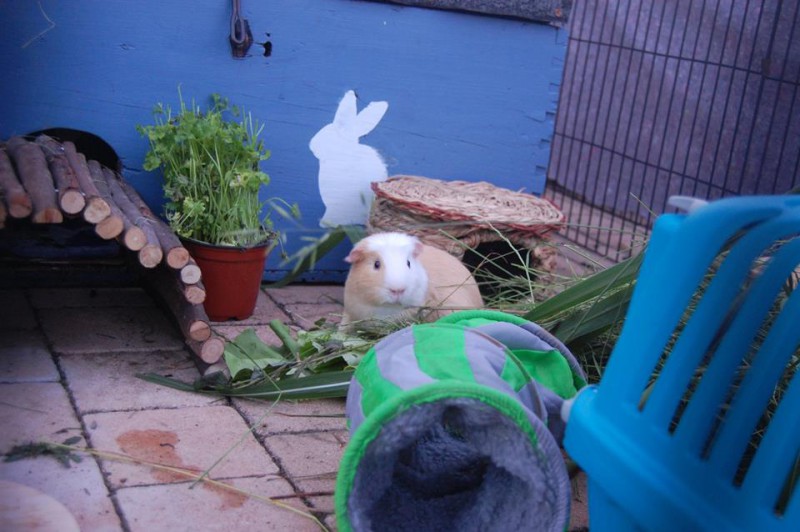 Kräuterliste gehege meerschweinchen 2