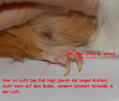 Krallen schneiden – Meerschweinchen-Info