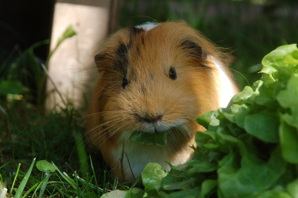 meerschwein