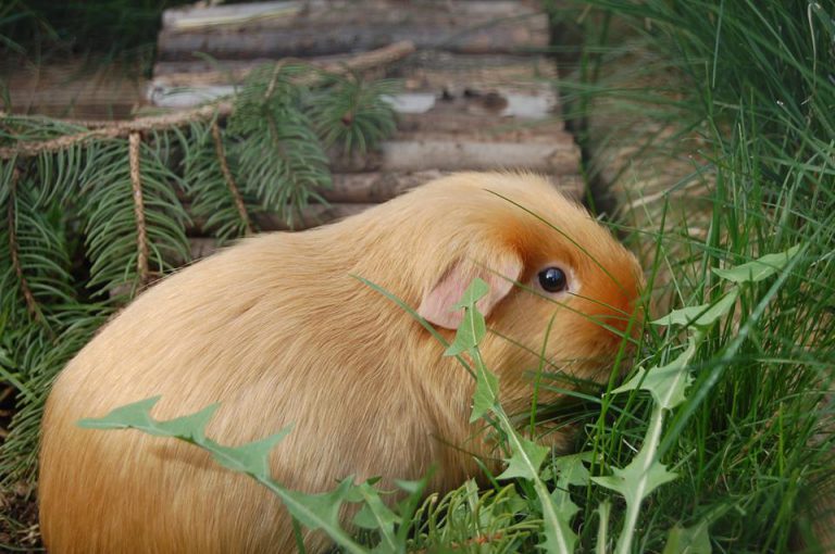 Meerschweinchen gestorbenalleine halten? MeerschweinchenInfo