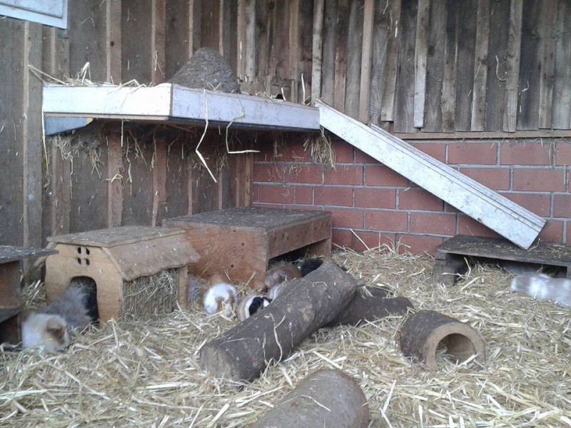 33+ Meerschweinchen Haltung Garten, Aus diesem grund sollten sie