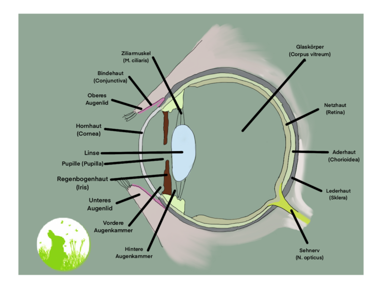 Anatomie-meerschweinchenauge