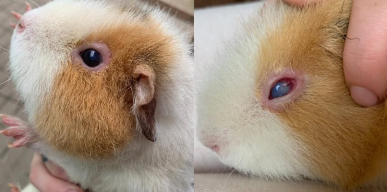 Augenerkrankungen Meerschweinchen Info augenerkrankungen-meerschweinchen-info