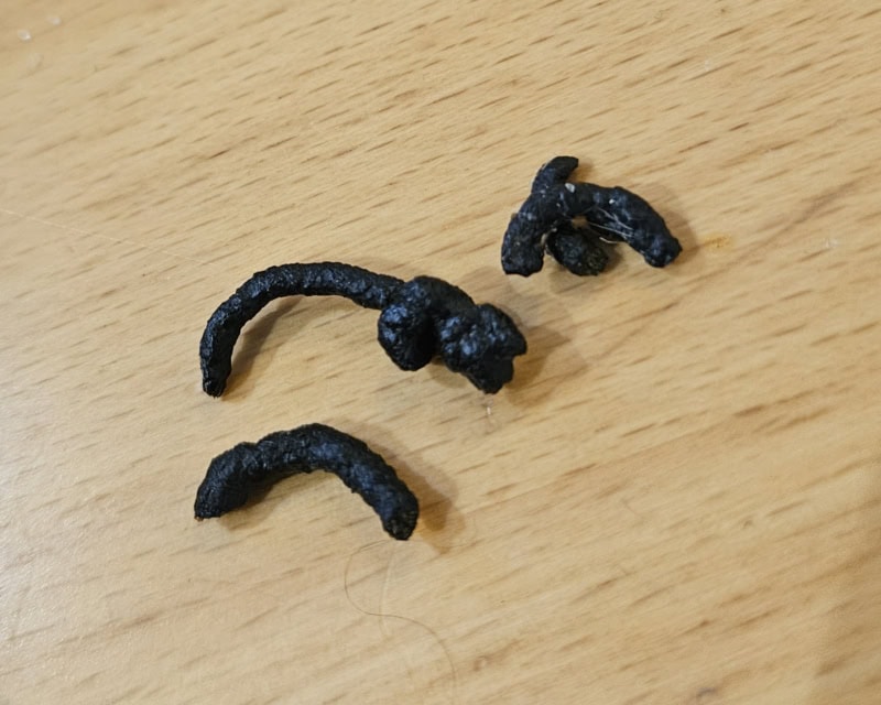 Gesunde Meerschweinchen-Keimlinge, Minifutter, proteinreich, für Meerschweinchen, artgerechte Ernährung.