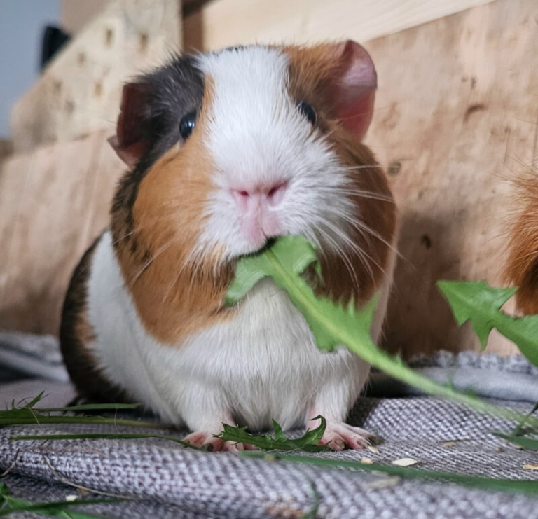 MeerschweinchenRassen Welche Rasse passt zu dir? MeerschweinchenInfo