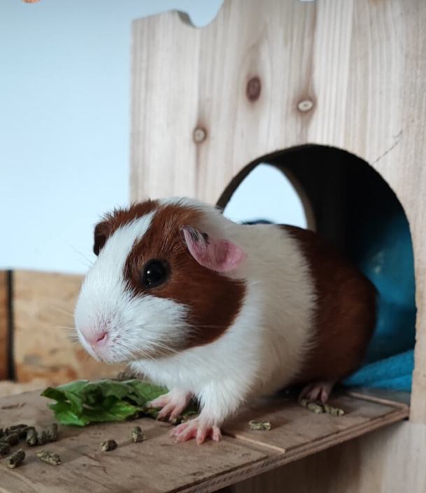 MeerschweinchenRassen Welche Rasse passt zu dir? MeerschweinchenInfo