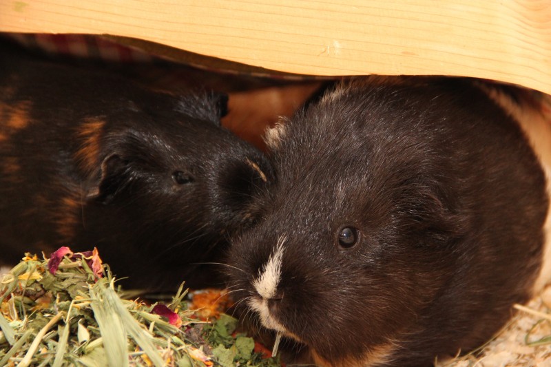 Verhalten – Meerschweinchen-Info