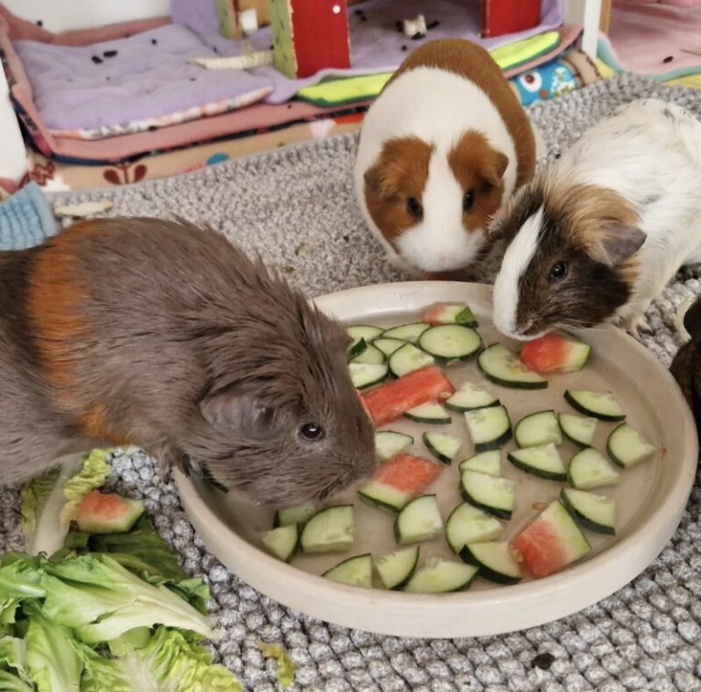 Sommerhitze – Meerschweinchen-Info