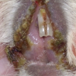 Lippengrind (Cheylitis)
