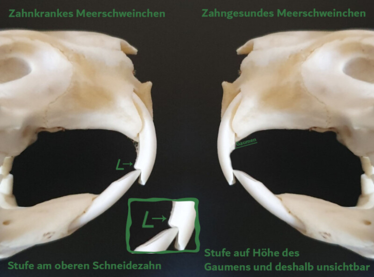 Zahnerkrankungen Meerschweinchen Info zahnerkrankungen-meerschweinchen-info