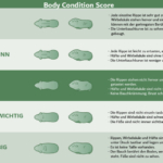 body condition score meerschweinchen gewicht übergewicht adipositas