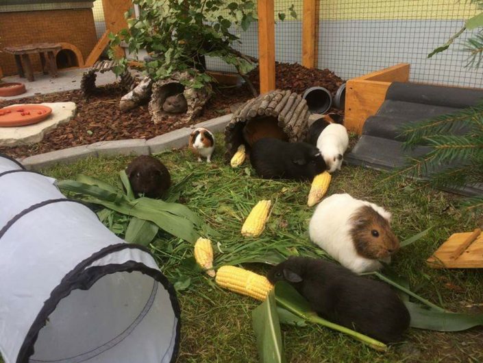 AußengehegeFotos MeerschweinchenInfo