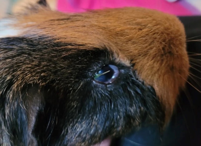 Augenerkrankungen MeerschweinchenInfo