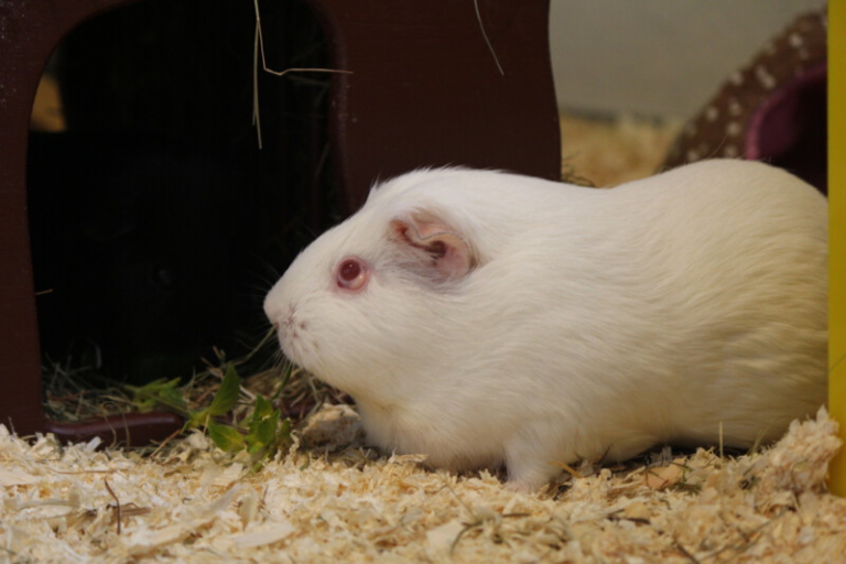 Augenerkrankungen MeerschweinchenInfo