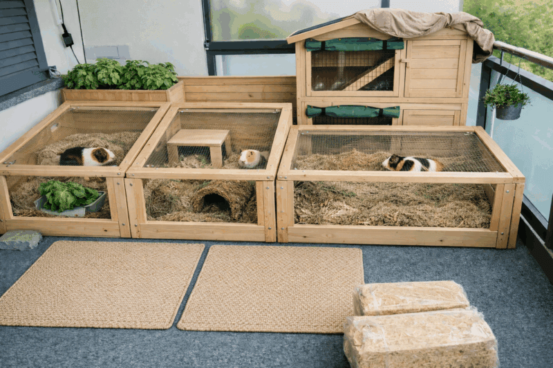 1. Großer Meerschweinchen Auslauf mit Holzgehege und Versteckmöglichkeiten.