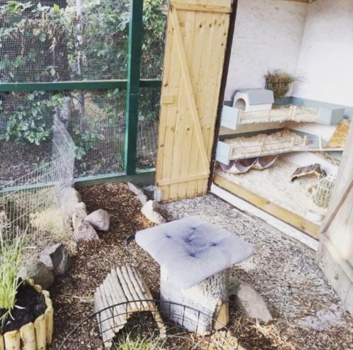 Meerschweinchen gestorbenalleine halten? MeerschweinchenInfo