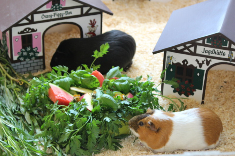 Das Meerschweinchen ist plötzlich tot warum? MeerschweinchenInfo