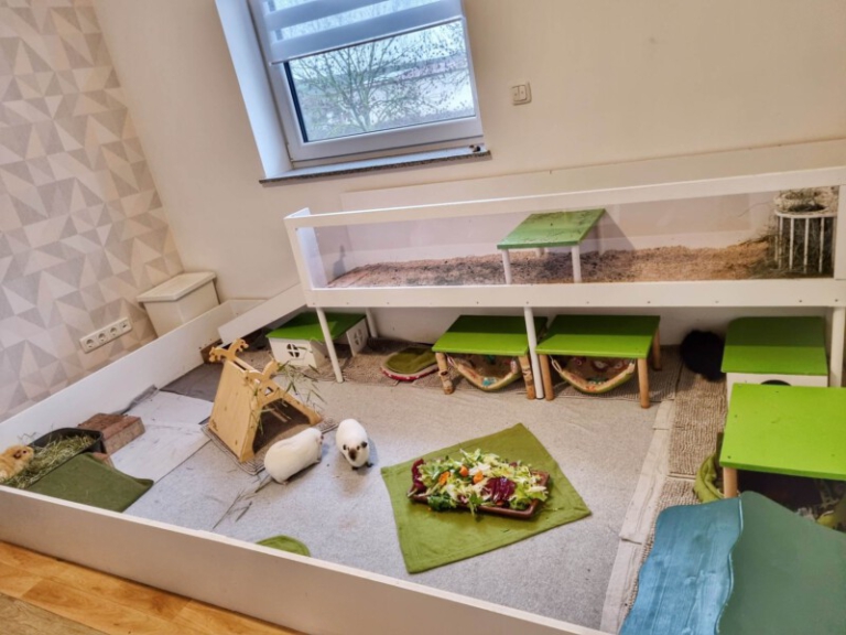Wie Viel Platz Braucht Ein Meerschweinchen Artgerechte Meerschweinchen-Haltung – Meerschweinchen-Info