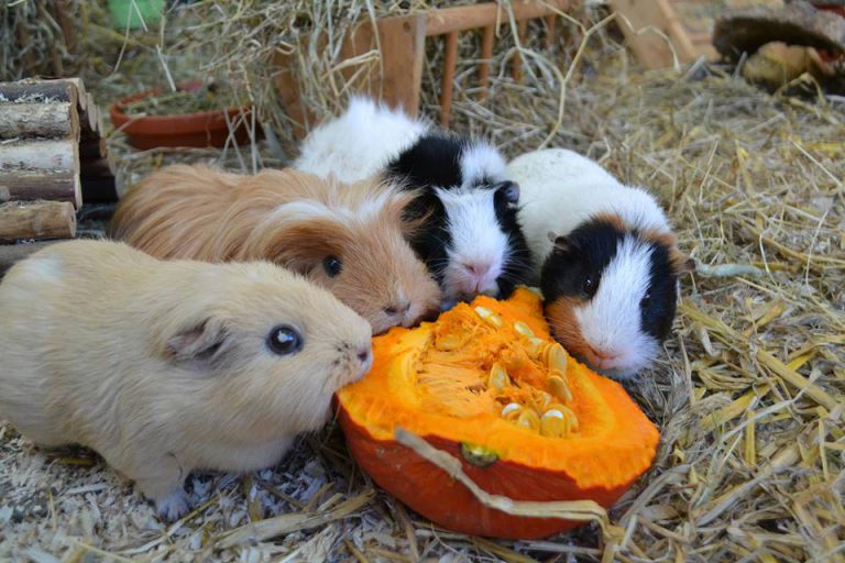 Dürfen Meerschweinchen in Deutschland gesetzlich alleine gehalten ...