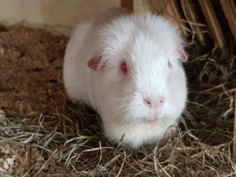 MeerschweinchenRassen Welche Rasse passt zu dir? MeerschweinchenInfo