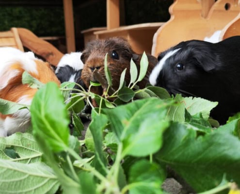 Kaninchen und Meerschweinchen bei der Futtersuche, natürliche Haltung, artgerechtes Tierwohl.
