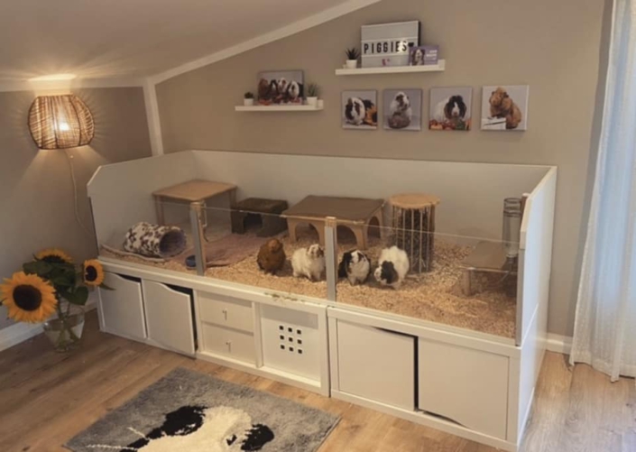 Wohnungsgehege Bauen Meerschweinchen Info wohnungsgehege-bauen-meerschweinchen-info