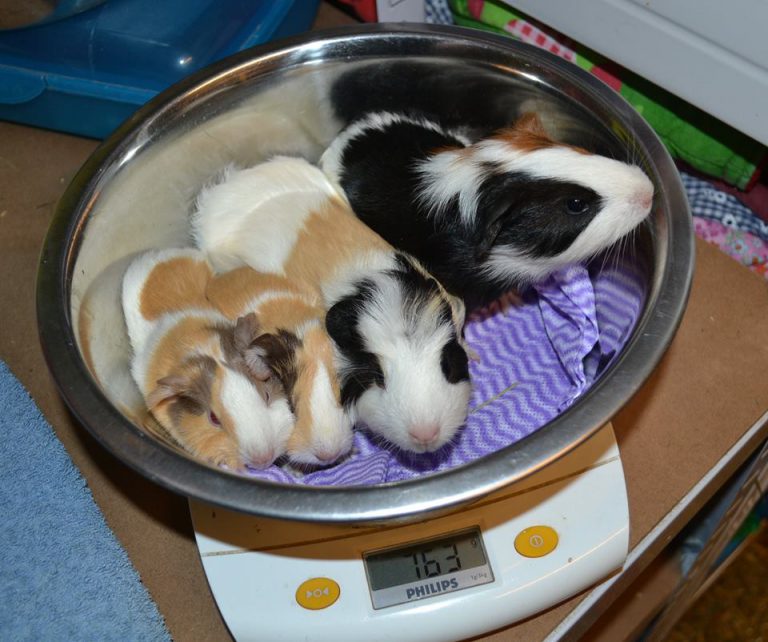 Wie Viel Kostet Ein Meerschweinchen In Der Schweiz Pflege – Meerschweinchen TÜV – Meerschweinchen-Info