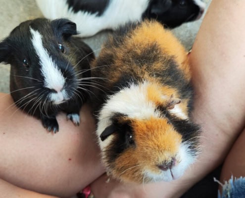 Meerschweinchen mit buntem Fell und süßem Gesicht, ideal für Haustierliebhaber und Tierfans.