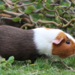 meerschweinchen20