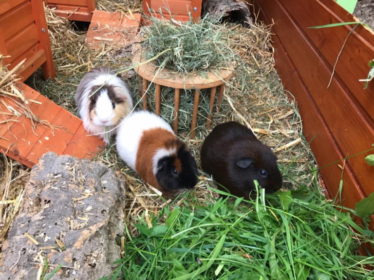 Wie Viel Platz Braucht Ein Meerschweinchen Außenhaltung – Meerschweinchen-Info