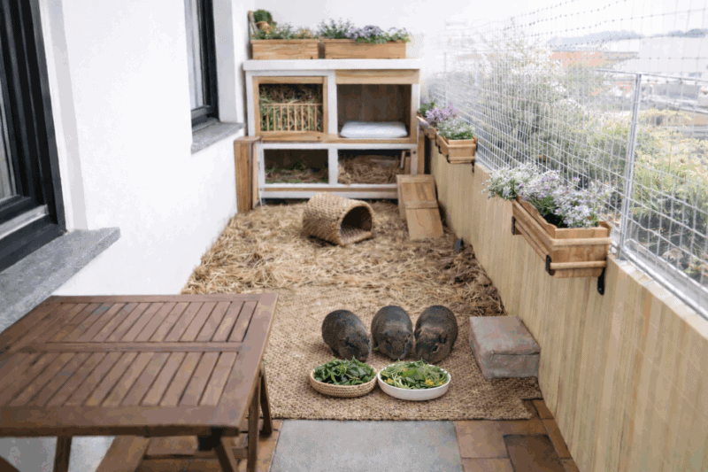 Meerschweinchen auf Balkon mit Auslauf, Pflanzen und Versteckmöglichkeiten.