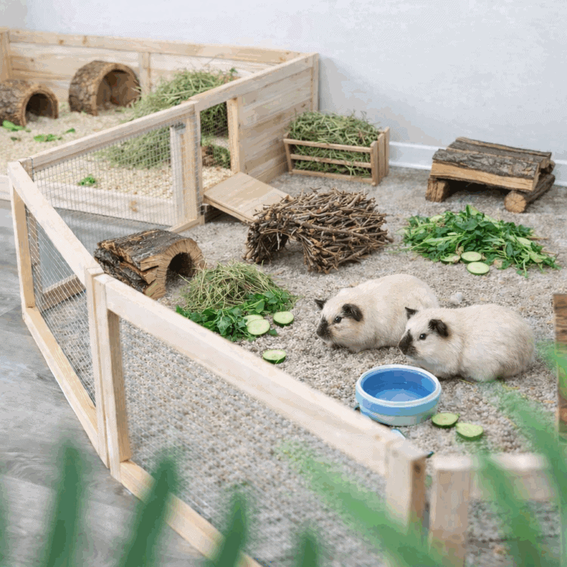 Kaninchen Wohngelände mit Holzhaus und frischem Gemüse, ideal für Meerschweinchenhaltung.