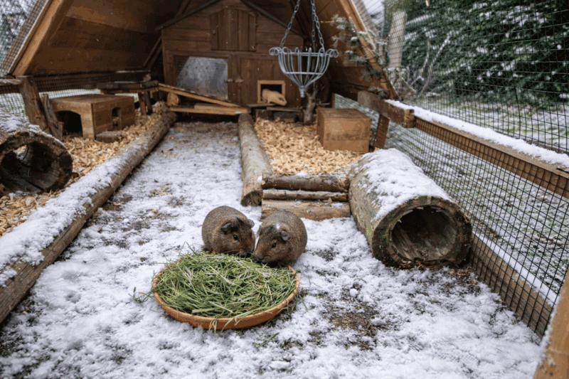 Freilaufende Meerschweinchen im Wintergehege auf Meerschweinchenwiese.de.